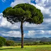 On le trouve souvent planté dans des **parcs et jardins** pour son esthétisme et son utilité.