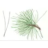 Ce conifère est caractérisé par ses **aiguilles groupées par deux**, donnant à l'arbre une apparence dense et épineuse.