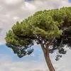 Le **nom scientifique** du pin parasol est **Pinus pinea**, aussi appelé **pin pignon** pour ses graines comestibles.