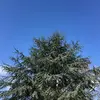 Le feuillage est d'une teinte **bleu-gris à bleu-vert**, très visible et distinctif parmi les conifères.