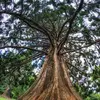 Cet arbre a une longévité exceptionnelle, pouvant **vivre plus de 1 000 ans** dans des conditions favorables.
