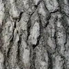 L'**écorce** du pin noir varie de **gris sombre à jaune-brun**, selon les sous-espèces.