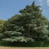 Les branches du cèdre de l'Atlas sont généralement **dressées**, conférant un port plus **élancé** que d'autres espèces de cèdres.