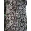 Avec le temps, elle **se fissure et se craquelle**, prenant une teinte **gris-brun terne** et se parseme de petites écailles.