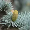 Le cèdre de l'Atlas est **monoïque**, avec des cônes mâles et femelles sur le même arbre mais sur des branches distinctes.