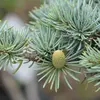 La **floraison** se produit de **septembre à octobre**, avec des cônes mâles libérant beaucoup de pollen jaunâtre.