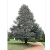 Cet arbre a été introduit en France et dans d'autres régions méditerranéennes depuis le **XIXe siècle** et est largement planté dans les **parcs** et **jardins** pour sa **grande résistance** et son **allure imposante**.
