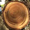 Le cèdre de l'Atlas est une **essence forestière importante** avec un bois **brun jaune, durable et aromatique**, utilisé pour la **charpente**, la **menuiserie** et **l'ébénisterie**.