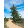 Le bois de cèdre est connu pour sa **résistance aux insectes**, particulièrement aux mites, grâce à son parfum unique qui agit comme un répulsif naturel.