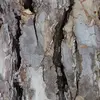 Les arbres matures possèdent une écorce **crevassée** avec de larges fissures noires, offrant une texture rugueuse utile pour les identifier.
