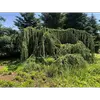 Cet arbre a plusieurs variétés locales, dont le **Cedrus atlantica 'Glauca'** aux aiguilles bleu-gris argentées, et le **Cedrus atlantica 'Pendula'**, une variété pleureuse aux branches retombantes.