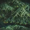En raison de son importance écologique et économique, le cèdre de l'Atlas est considéré comme un **trésor national** au Maroc, et des efforts sont en cours pour le classer comme **réserve de biosphère** et **patrimoine mondial** en raison de sa valeur unique et de sa vulnérabilité aux changements climatiques et à la déforestation.