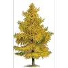 Cet arbre a une **silhouette typique d'arbre de taille moyenne** avec des branches s'étendant horizontalement depuis le tronc, formant un houppier pyramidal.