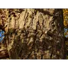 En vieillissant, l'écorce présente des craquelures profondes, rappelant parfois l'aspect liégeux, ce qui la rend facilement reconnaissable.