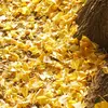 Les feuilles sont **vert tendre** au printemps et deviennent **jaune d'or éclatant** en automne, offrant un spectacle visuel remarquable.