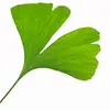 Chaque feuille est **pétiolée**, mesurant entre **5 et 8 centimètres de large**, avec une nervation dichotomique, où les nervures se divisent en deux à plusieurs reprises.