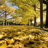 Les feuilles sont **caduques**, tombant à la fin de l'automne, mais les **arbres mâles** perdent leurs feuilles environ deux semaines avant les **arbres femelles**.