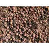 Ces pseudo-fruits, en réalité des ovules non fécondés, dégagent une **odeur nauséabonde** en se décomposant, ce qui explique la préférence pour les arbres mâles en milieu urbain.