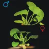 Les **organes reproducteurs** diffèrent selon le sexe : les mâles portent des **chatons cylindriques** de quelques centimètres, tandis que les femelles ont des **pédoncules portant des ovules**.