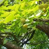 La **floraison** se produit de **mars à avril** et la **fructification** de **septembre à novembre**.