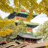 Le **Ginkgo biloba** est originaire de **Chine**, où il a survécu aux périodes glaciaires dans des refuges à climat plus doux.
