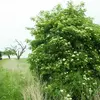**Sambucus nigra**, ou sureau noir, est un **petit arbre** pouvant atteindre **8 mètres de hauteur**.