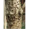 Cette écorce est également marquée de nombreuses **lenticelles brunes**, petites marques facilitant l'identification de l'arbre.