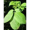 Les **feuilles** du sureau noir sont **opposées** et **composées de 5 à 7 folioles**.