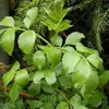 Chaque foliole est légèrement **velue sur les nervures** et d'un **vert terne**, prenant parfois une teinte plus foncée en fin de saison.