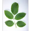 Lorsqu'elles sont frottées, les feuilles dégagent une **odeur déplaisante**, un autre moyen de distinguer le sureau noir des autres espèces.