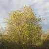 Le sureau noir est souvent le dernier à perdre ses feuilles en automne et le premier à les faire repousser au printemps, parfois avant d'avoir perdu toutes ses feuilles de l'année précédente.