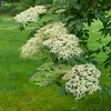 Les **fleurs** du sureau noir sont de **grandes ombelles blanc crème** très odorantes, mesurant **10 à 24 centimètres de diamètre**.