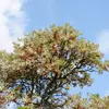 Cet arbre a un port buissonnant et est souvent classé parmi les **nanophanérophytes** selon la classification de Raunkier.