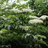 Les fleurs sont **hermaphrodites**, avec 5 étamines et 5 pétales, disposées en corymbes plats ou légèrement bombés.