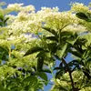 Elles attirent divers pollinisateurs, comme les abeilles, syrphes, mouches, et papillons.