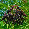 Les **fruits** du sureau noir sont de **petites baies noires** violacées, disposées en grappes denses sur des pédicelles rougeâtres.