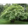 **Sambucus nigra** est originaire d'**Eurasie** et se trouve en **Europe**, en **Asie de l'Ouest** et en **Afrique du Nord**.