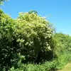En France, le sureau noir est souvent présent dans les **bois clairs**, **haies**, **terrains vagues** et **dunes littorales**, mais plus rare autour de la Méditerranée.