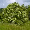 Il préfère les **sols frais, riches en humus et azotés**, souvent près des habitations, où il est nitrophile (qui pousse sur les sols les plus riches en nitrates).