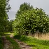 Le sureau noir prospère dans des environnements de **lumière ou de demi-ombre**, et on le trouve souvent avec divers feuillus dans les haies ou lisières forestières.