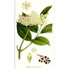 Les fleurs et fruits du sureau noir ont été utilisés depuis l'Antiquité en médecine populaire.