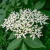 Les **fleurs** sont réputées pour leurs propriétés **diaphorétiques** (provoquant la sudation) et utilisées contre les **rhumes** et la **grippe**.