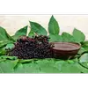 En cuisine, les fleurs sont utilisées pour préparer des **limonades**, **sirops** et même **beignets**, tandis que les baies sont transformées en **jus**, **gelées** et **confitures**.