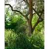 L'**écorce** de l'argousier est généralement **gris-brun**, mais peut devenir **écailleuse** en vieillissant, typique des arbres poussant dans des environnements difficiles, comme les pentes montagneuses ou les dunes côtières.
