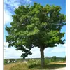 **Sorbus domestica**, ou le cormier, est un arbre pouvant atteindre une **vingtaine de mètres de haut**, bien que dans certains milieux, il ne dépasse pas **10 à 12 mètres**.