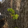 L'**écorce** est **brun sombre**, souvent marquée par des **fissures entrecroisées** rappelant l'écorce du chêne.