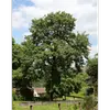 L'arbre développe un **grand houppier** et peut avoir un **axe de croissance continu**, ce qui lui permet de croître en hauteur et de former une couronne dense et large.