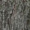 L'**écorce** du cormier est **brun-orangé** avec des **fissures entrecroisées** qui deviennent plus visibles avec l'âge, donnant à l'arbre un aspect robuste et rustique.