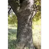 Cette écorce ressemble à celle du chêne, avec des crevasses profondes qui deviennent plus prononcées avec le temps.