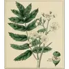 Les **feuilles** du cormier sont **composées** et comportent entre **13 et 21 folioles** dentelées, disposées de manière opposée le long du rachis.